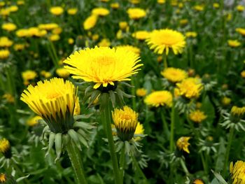 Close-up of yellow flower