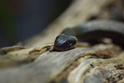 Close-up of lizard on rock