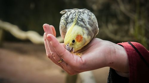 Close-up of hand holding turtle