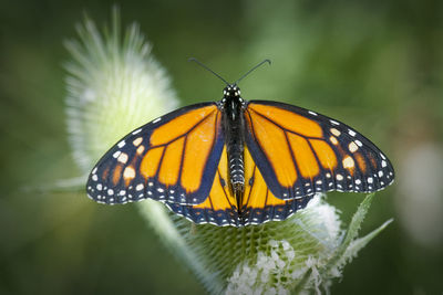 Close-up of monarch butterfly perching on green plant