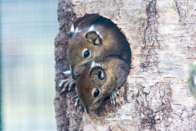 Close-up of squirrels on tree trunk