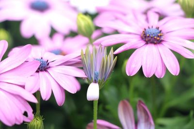 Close-up of pink flowers