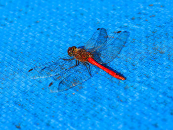 Close-up of insect on blue surface