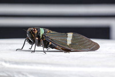 Close-up of fly on table