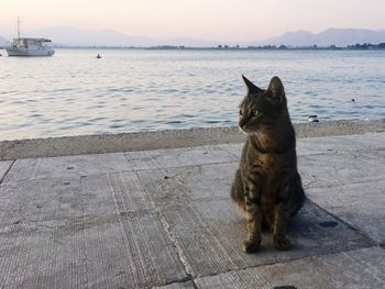 Cat sitting on shore against sea