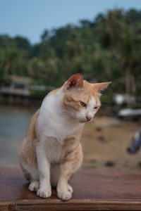 Close-up of cat sitting on wooden table