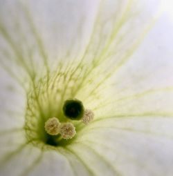 Macro shot of flower head