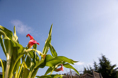 Low angle view of red flowering plant against blue sky