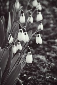 Close-up of flowers