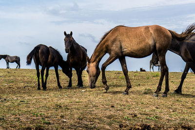 Horses on a field