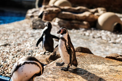 Penguins in marineland 2