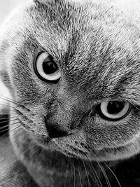 Close-up portrait of cat