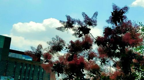 Low angle view of trees against sky