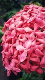 Close-up of pink dahlia blooming outdoors