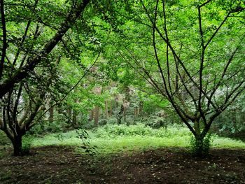 Trees in forest