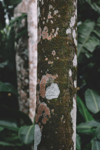 Close-up of tree trunk