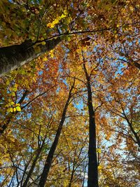 Low angle view of autumnal trees