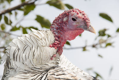 Close-up of a wild turkey 