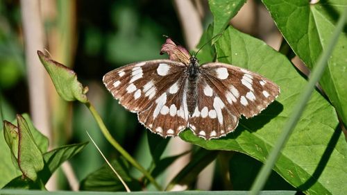 Close-up of butterfly on leaf