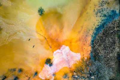 High angle view of orange leaf in water