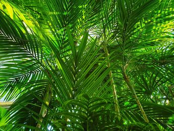 Close-up of palm tree