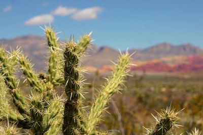 Close-up of cactus growing on field against sky