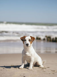 Dog on beach