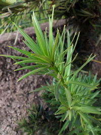 Close-up of fresh green plant