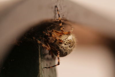 Close-up of spider on web