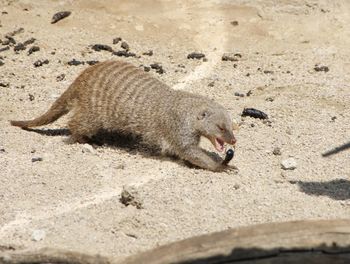 Side view of an animal on sand