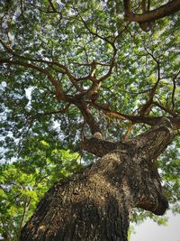 Low angle view of trees in forest against sky