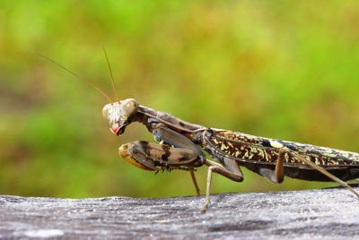 Close-up of praying mantis on wood