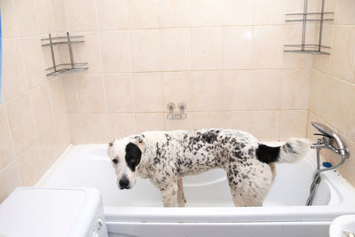 View of dog in bathroom