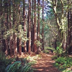 Dirt road passing through forest