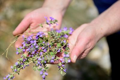Cropped hands of person holding purple flowering plants outdoors