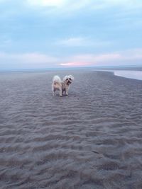 Dog standing on beach against sky