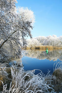 Snow covered on bare trees by lake