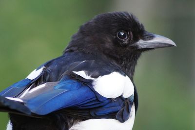 Close-up of magpie