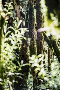 Close-up of moss growing on tree trunk