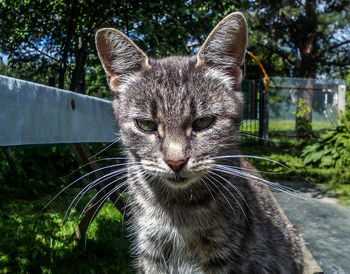 Close-up portrait of cat sitting against trees at park during sunny day