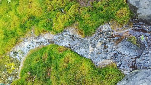High angle view of moss on tree trunk