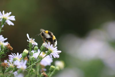 Close-up of bee pollinating on flower