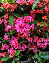 Close-up of pink flowers blooming outdoors