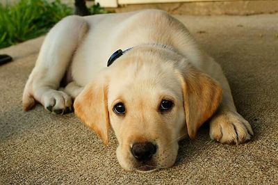 Close-up of puppy