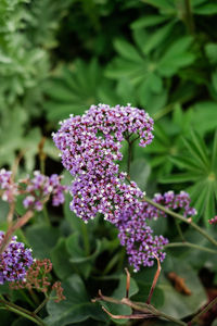 Close-up of purple flowering plant