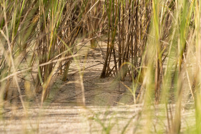 Close-up of bamboo plants on land