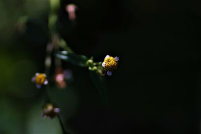 Close-up of yellow flowering plant