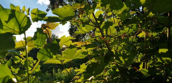 Low angle view of leaves on tree against sky