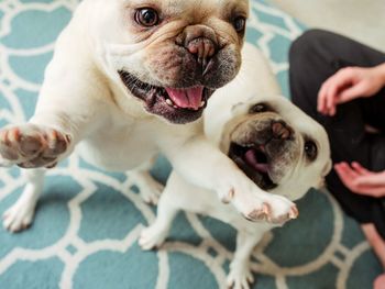 High angle view of playful english bulldog puppies by person on carpet at home