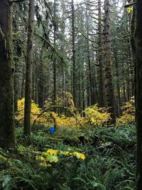 View of trees in forest